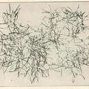 Image of <i>Sargassum natans</i> (L.) Gaillon