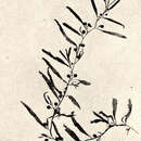 Sivun Sargassum vulgare kuva