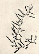 Image of Sargassaceae