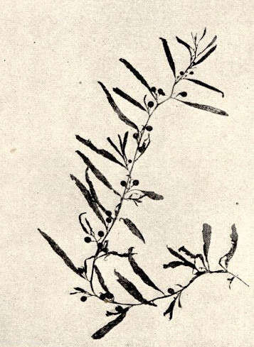 Plancia ëd Sargassum vulgare