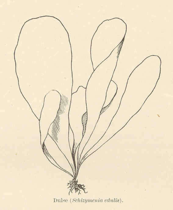 Image of Dumontiaceae