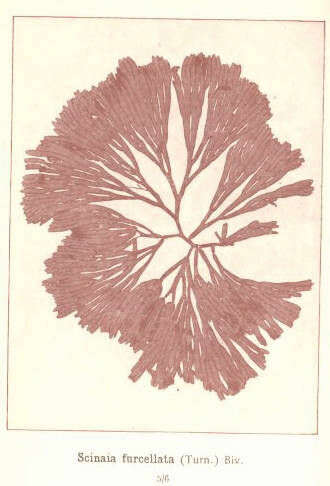Image of Scinaia Bivona-Bernardi 1822