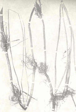 Image of bulrush