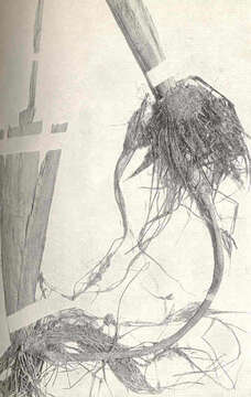 Image of bur-reed