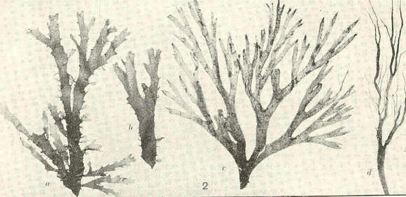 Plancia ëd Spatoglossum Kützing 1843