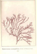 Image of Sphaerococcaceae