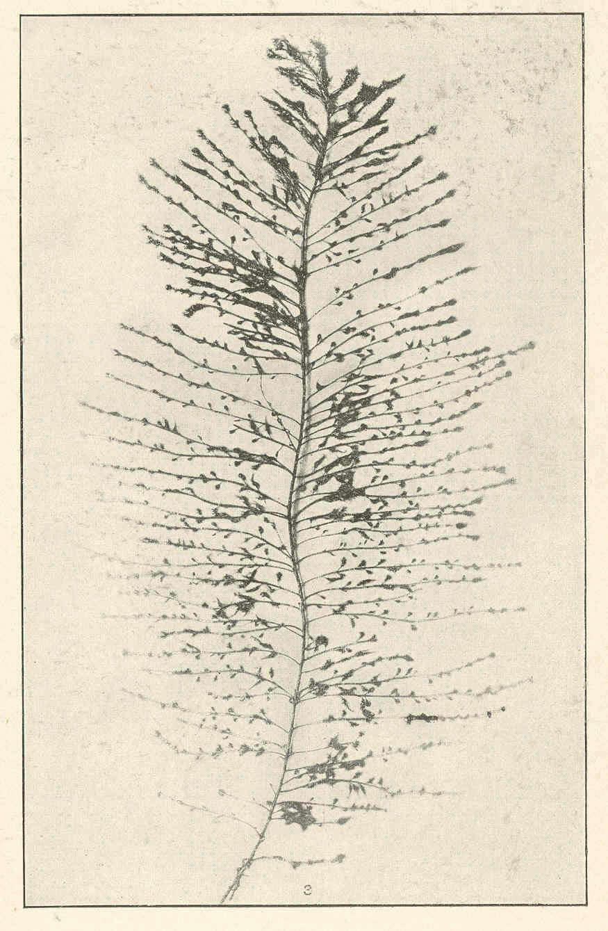 Image of <i>Sporochnus pedunculatus</i> (Hudson) Agardh