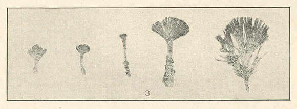 Image of Udoteaceae