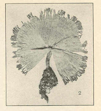 Image of Udoteaceae