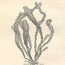 Imagem de <i>Enteromorpha linza</i>