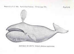 Image of right whales and bowhead whales