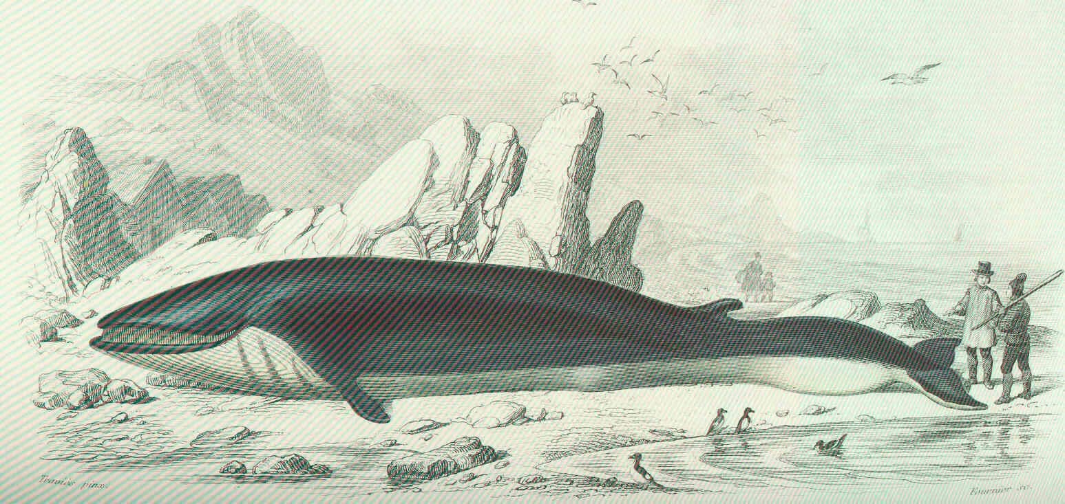 Plancia ëd Balaenopteridae Gray 1864