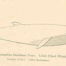 Image of Common Minke Whale