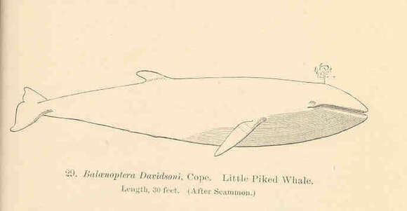 Image de Balaenoptera Lacépède 1804