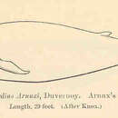 Sivun Berardius Duvernoy 1851 kuva