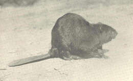 Image of beavers, gophers, kangaroo rats, pocket mice, and relatives