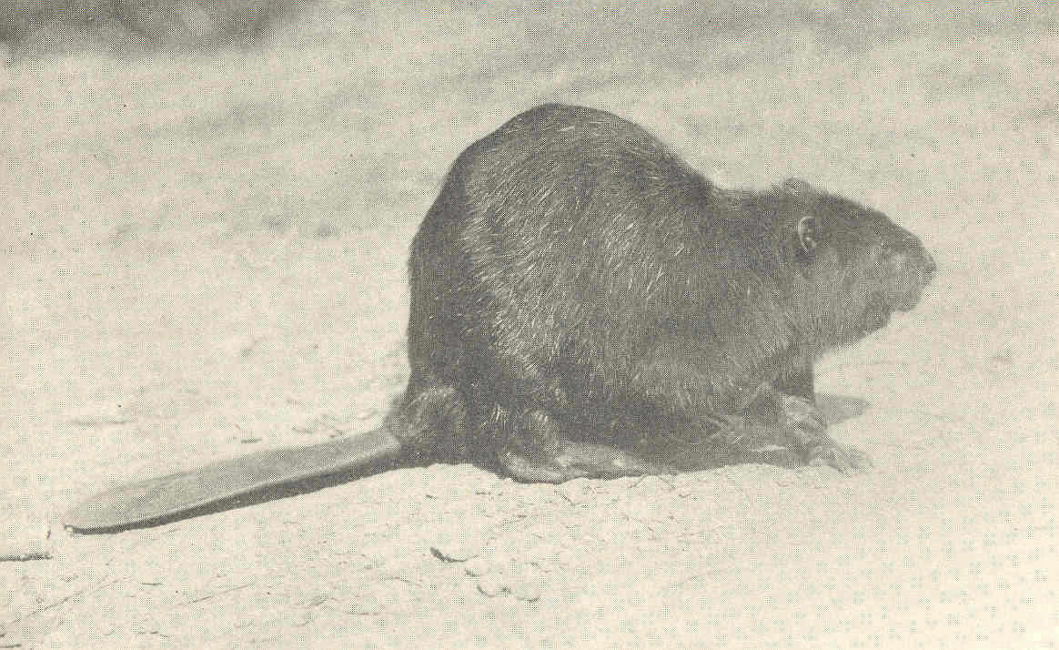 Image of beavers, gophers, kangaroo rats, pocket mice, and relatives