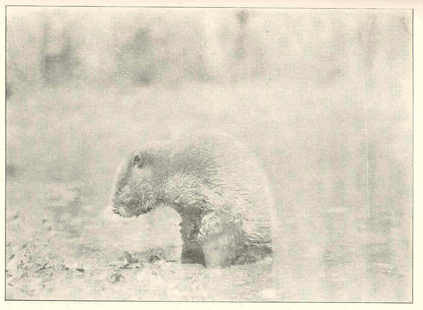 Image of beavers, gophers, kangaroo rats, pocket mice, and relatives