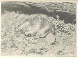 Image of beavers, gophers, kangaroo rats, pocket mice, and relatives