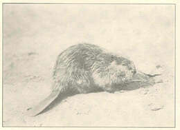 Image of beavers, gophers, kangaroo rats, pocket mice, and relatives