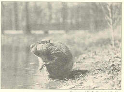 Image of beavers, gophers, kangaroo rats, pocket mice, and relatives