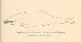 Image of Cephalorhynchus Gray 1846