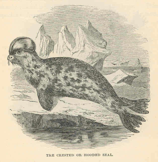 Image of Cystophora Nilsson 1820