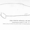 Image of Beluga whale