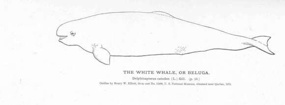 Image of white whales