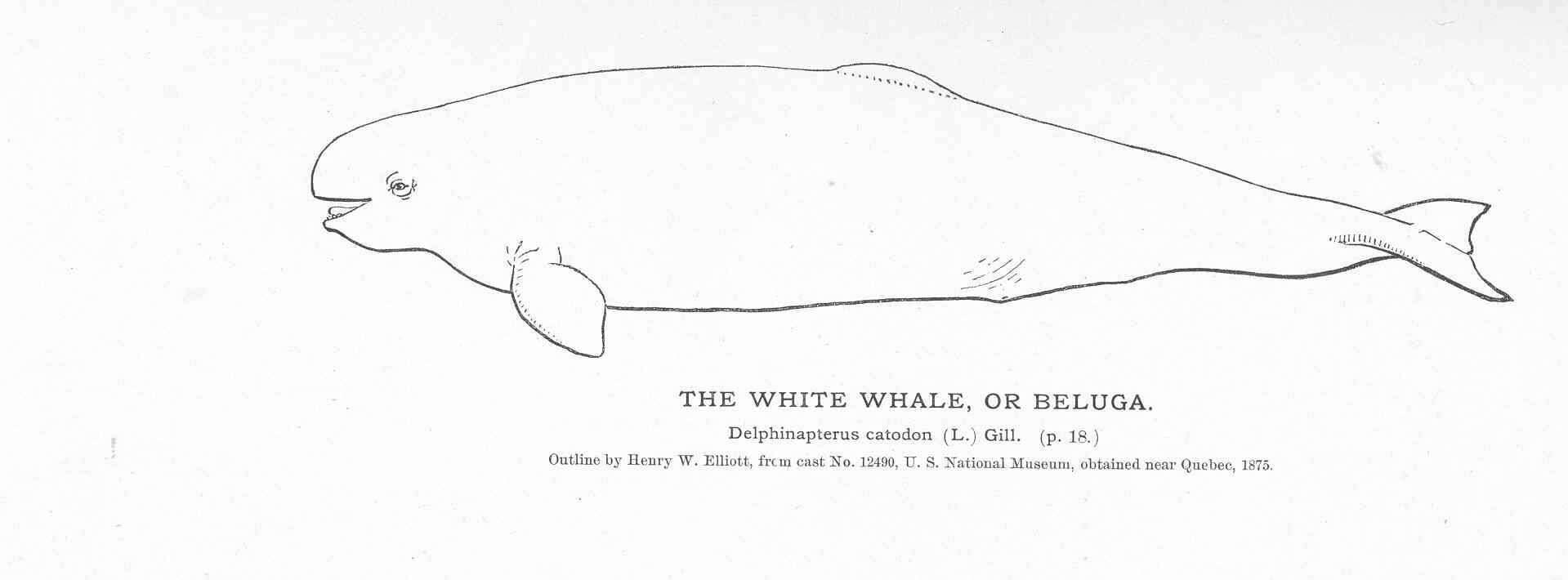 Image of white whales