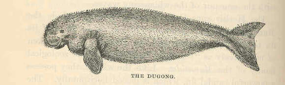 Image of dugong