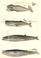 Image of baleen whales