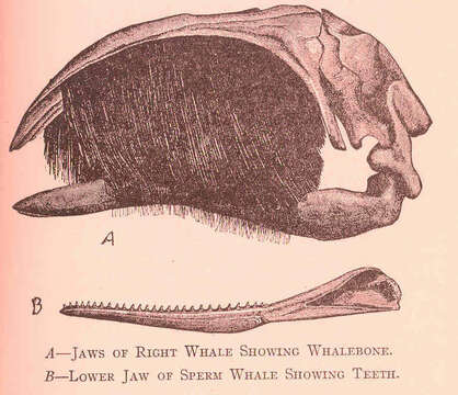 Image of baleen whales