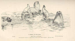 Image of eared seals