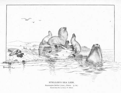 Image of eared seals