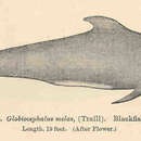 Image of Atlantic Pilot Whale