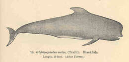 Image of pilot whale