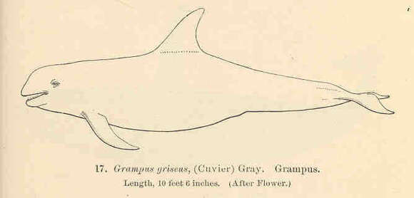 Image of Grampus Gray 1828