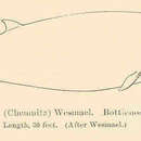 Image of northern bottle-nosed whale, bottle-nosed whale