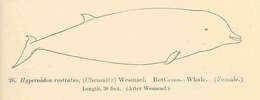 Sivun Hyperoodon Lacépède 1804 kuva
