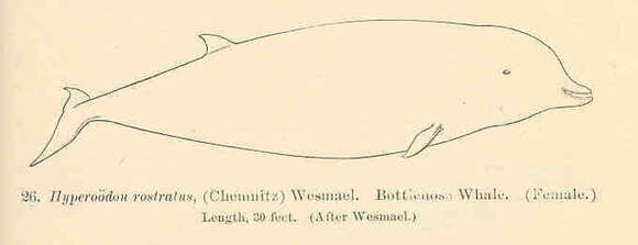 Image of Hyperoodon Lacépède 1804