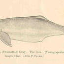 Image of Inia d'Orbigny 1834