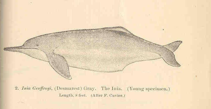 Image of river dolphins