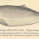 Image of Pygmy Sperm Whale