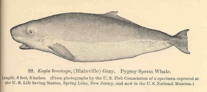 Image of pygmy and dwarf sperm whales