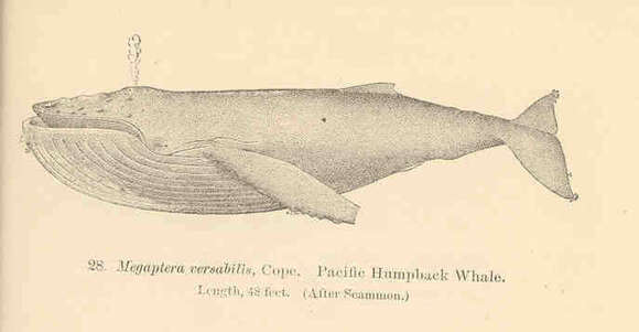 Image of Megaptera Gray 1846