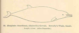 Sivun Mesoplodon Gervais 1850 kuva
