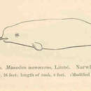 Image of Narwhal