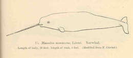 صورة Monodon Linnaeus 1758