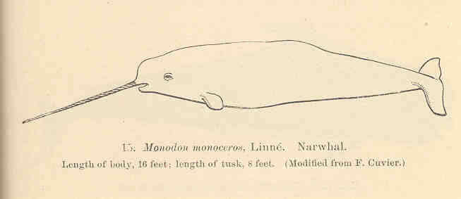 Image of narwhal